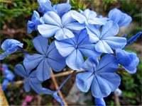 Plumbago Blue Jasmine Mavi Yasemin fidesi