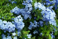 Plumbago Blue Jasmine Mavi Yasemin fidesi