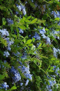 Plumbago capensis Dark Blue Mavi Yasemin fidesi