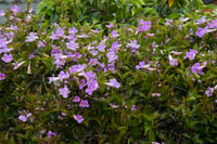 Podraena ricasoliana Bignone violet Pembe borazan sarmaşığı fidanı