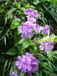 Podraena ricasoliana Bignone violet Pembe borazan sarmaşığı fidanı