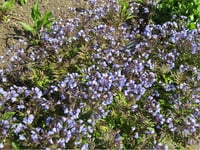 Polemonium caeruleaum Heaven Scent Yakup merdiveni fidesi