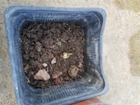 Polianthes tuberosa katlı sümbül teber sümbülteber soğanı