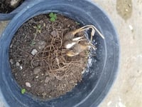 Polianthes tuberosa katlı sümbül teber sümbülteber soğanı