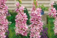 Polianthes tuberosa katlı sümbül teber sümbülteber soğanı-Pink Saphier