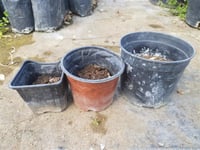 Polianthes tuberosa katlı sümbül teber sümbülteber soğanı