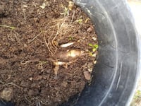 Polianthes tuberosa katlı sümbül teber sümbülteber soğanı