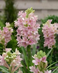 Polianthes tuberosa sümbül teber sümbülteber soğanı-Sensation