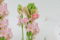 Polianthes tuberosa sümbül teber sümbülteber soğanı-Sensation