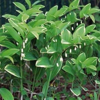 Poligonatum multiflorum Mührü Süleyman Çiçeği