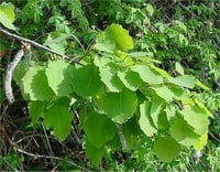Populus tremula titrek kavak fidanı