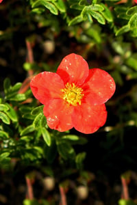 Potentilla f. kırmızı beşparmak otu fidanı Marian Red Robin