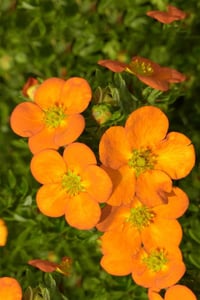 Potentilla f. turuncu beşparmak otu fidanı Orange Star