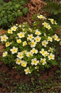 Potentilla fruticosa Beşparmak otu fidanı Limelight