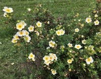 Potentilla fruticosa Beşparmak otu fidanı Limelight