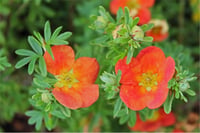 Potentilla fruticosa Beşparmak otu fidanı Red Ace