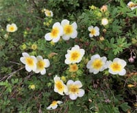 Potentilla fruticosa Beşparmak otu fidanı Limelight