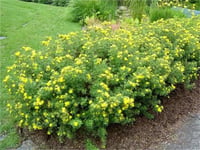 Potentilla fruticosa Beşparmak otu fidanı