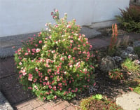 Potentilla fruticosa Beşparmak otu fidanı Lovely Pink