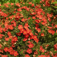 Potentilla fruticosa Beşparmak otu fidanı Red Ace
