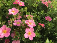 Potentilla fruticosa Beşparmak otu fidanı Lovely Pink