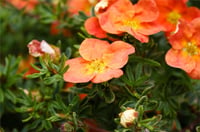 Potentilla fruticosa Beşparmak otu fidanı Red Ace
