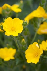 Potentilla thurberi Joune Yellow Sarı Beşparmak otu fidanı