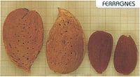 Prunus amygdalus Ferragnes Badem fidanı