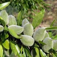 Prunus amygdalus Texas Teksas Badem fidanı