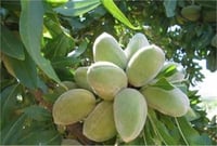 Prunus amygdalus Texas Teksas Badem fidanı