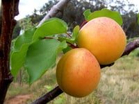 Prunus armeniaca Perfection kayısı fidanı