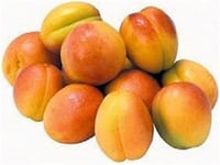 Prunus armeniaca Prima Kayısı fidanı