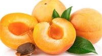Prunus armeniaca Şekerpare kayısı fidanı