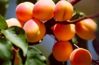 Prunus armeniaca Tokaloğlu Kayısı fidanı
