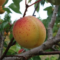 Prunus armeniaca Zerdali Yabani Kayısı fidanı