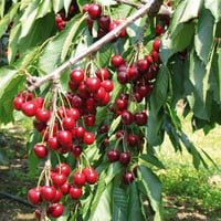 Prunus avium A-2 Star Giant Kiraz fidanı