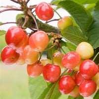 Prunus avium Bigarreau Napoleon Napolyon Kiraz fidanılı