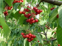 Prunus avium Early Lory Kiraz fidanı Yarı bodur MaxMa 14