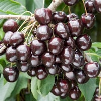 Prunus avium Kordia Siyah Kiraz fidanı