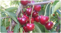 Prunus avium Lambert KİRAZ fidanı Mahlep İdris Enderez