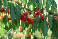 Prunus avium No-2 Kiraz fidanı Açık Köklü-Klasik
