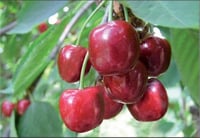 Prunus avium North wonder Kiraz fidanı