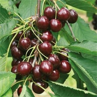 Prunus avium Regina KİRAZ fidanı
