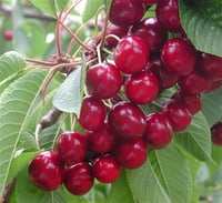 Prunus avium Sweet Heart Kiraz fidanı