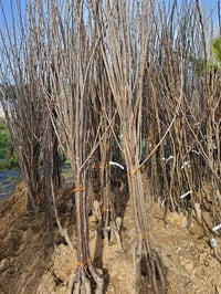Prunus avium Ziraat 900 Kiraz fidanı