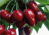 Prunus avium Ziraat 900 Kiraz fidanı