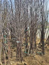 Prunus cerasus Kütahya Aşılı Vişne fidanı