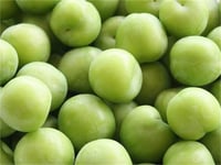 Prunus domestica Ağustos Papazı Yeşil Erik fidanı