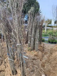 Prunus domestica Black Diamond Erik fidanı