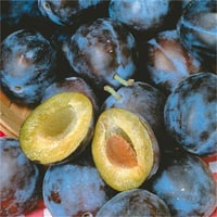 Prunus domestica Briton Erik fidanı